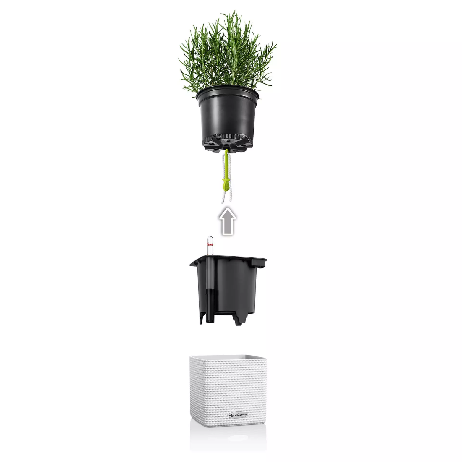 Varilla de plantado (6x)
