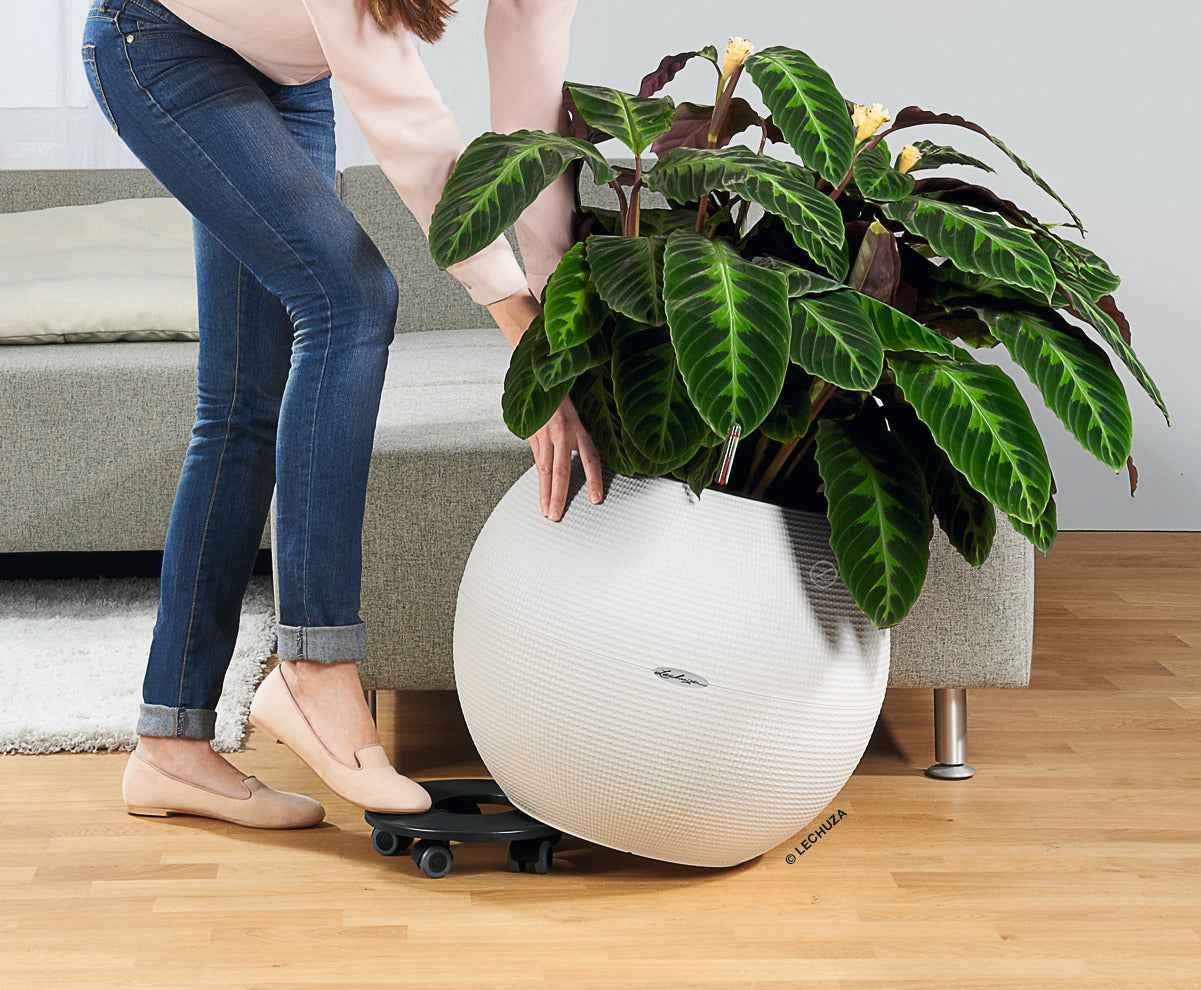 Soporte con ruedas para macetas CANTO | CLASSICO | CUBE | CURSIVO | HAVALO | QUADRO | PURO