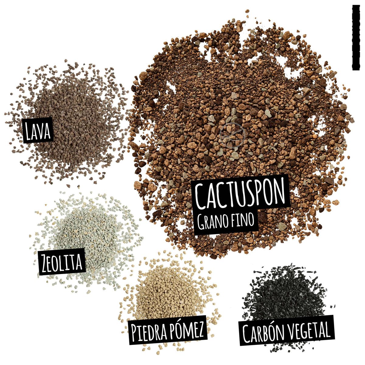 CACTUSPON - MACETASEMOBILI.COM