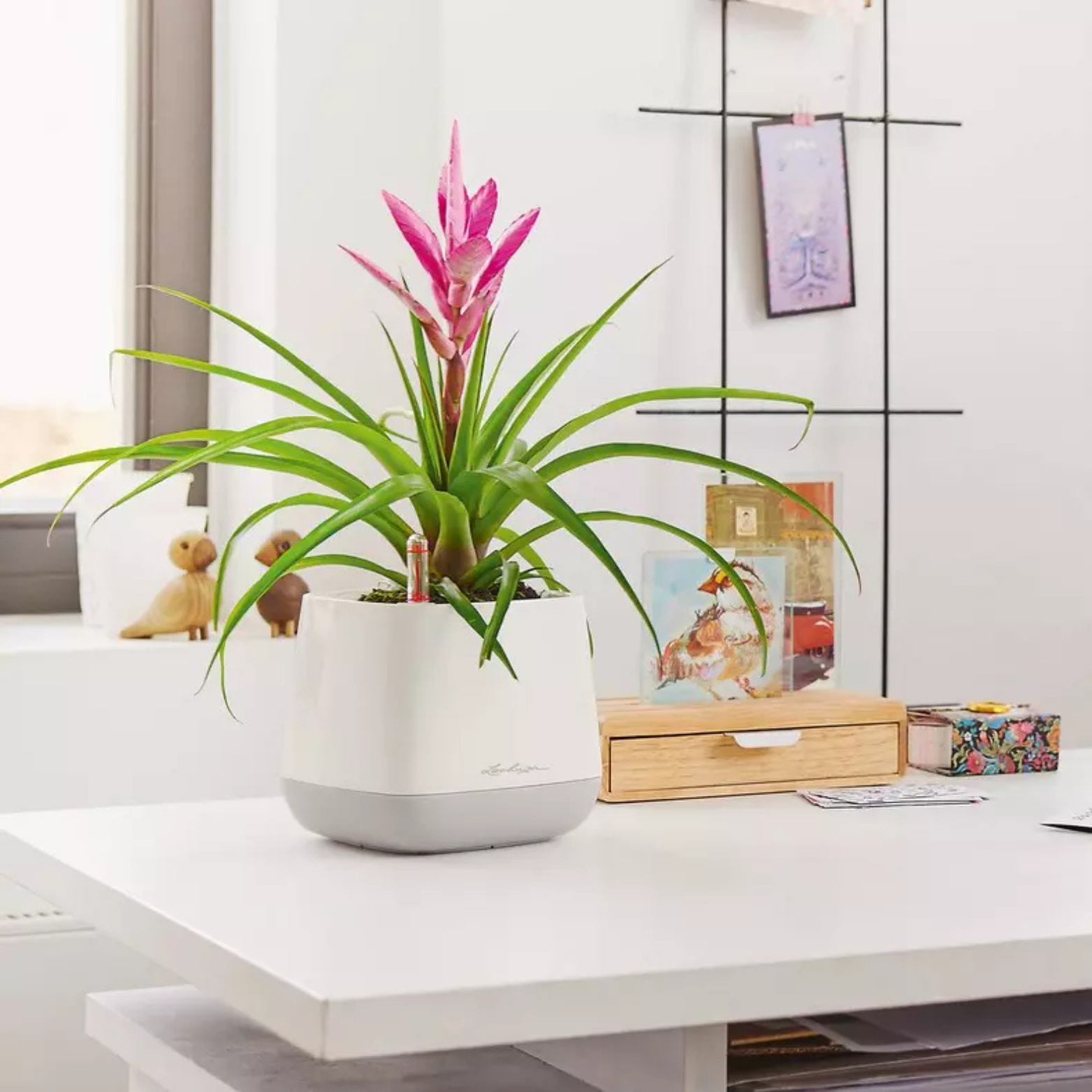 YULA Planter | YULA Plant Bag | YULA Flower
