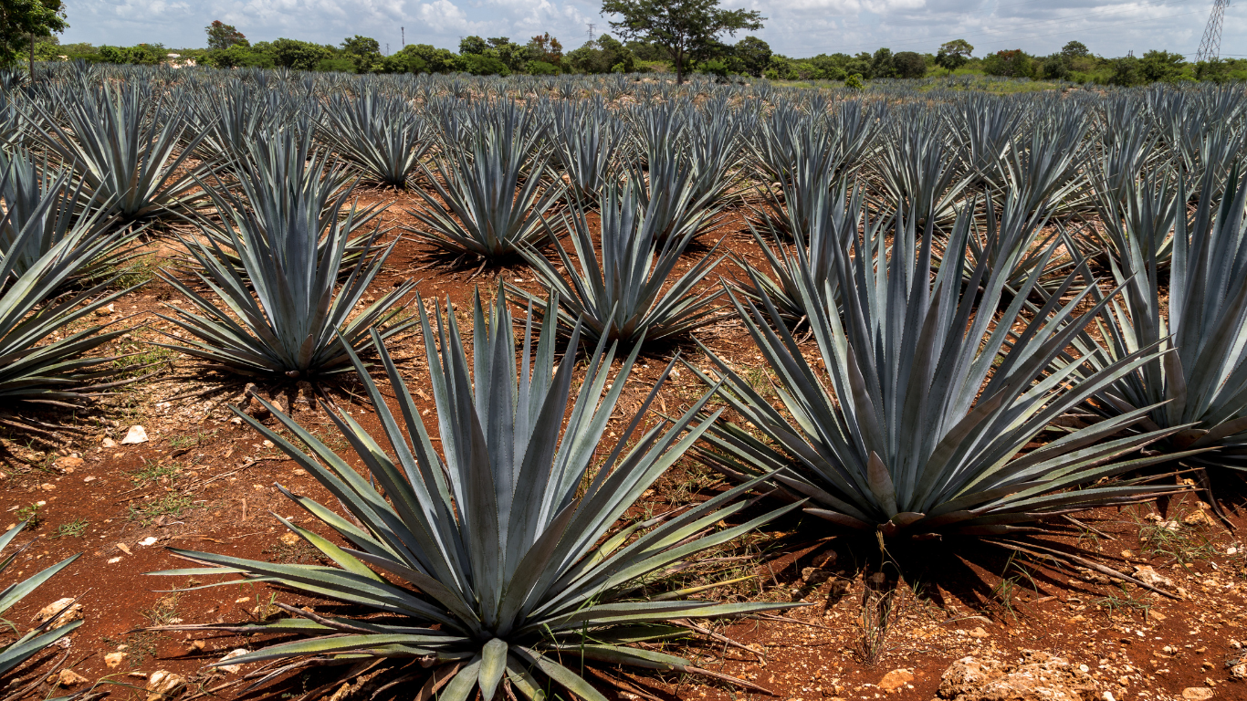 Agave mezcalero: conoce 7 de las especies con las que se prepara la bebida