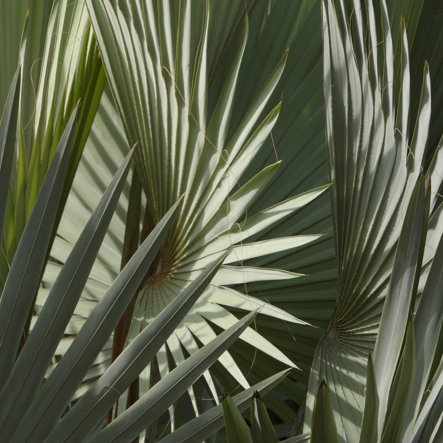 Plantas