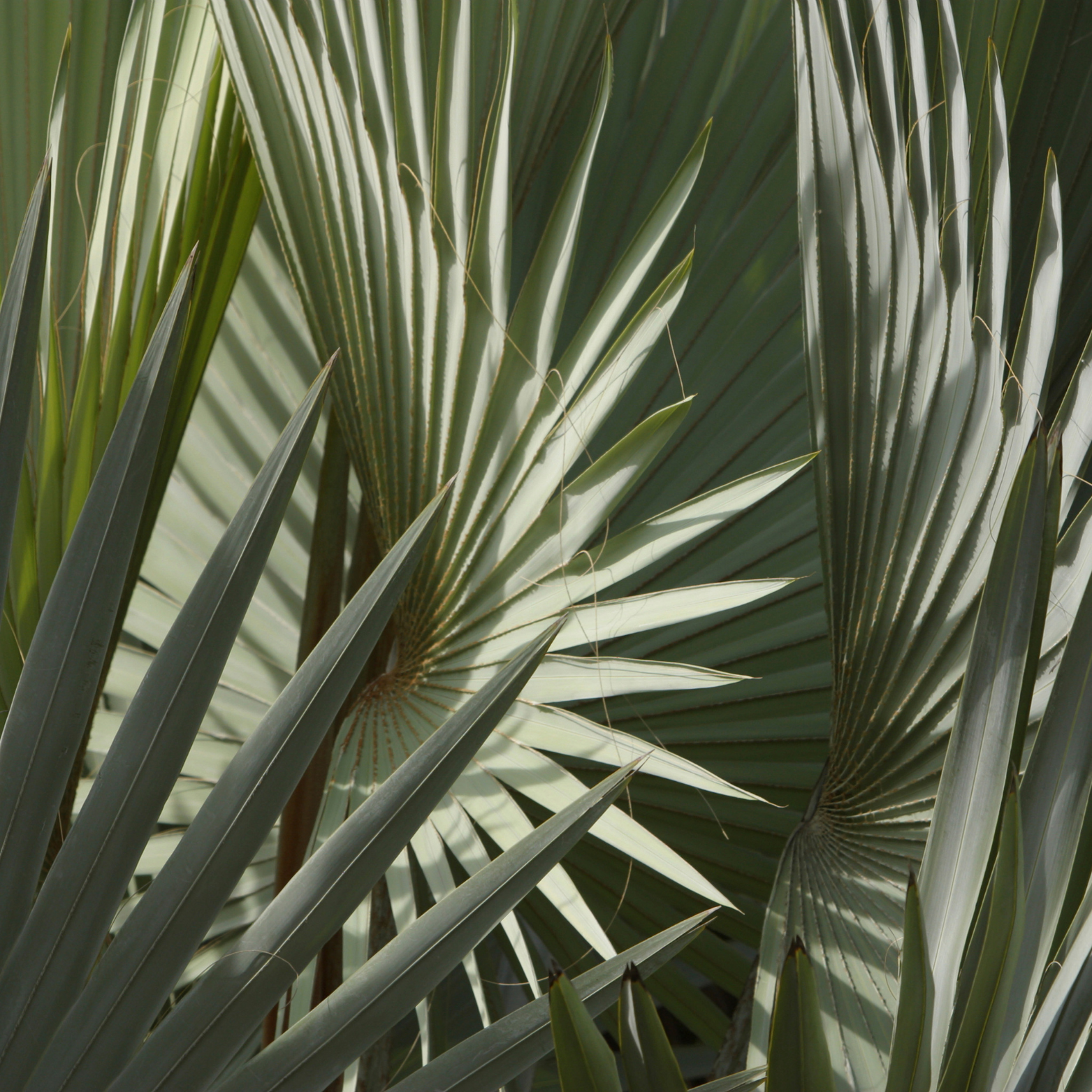 Plantas