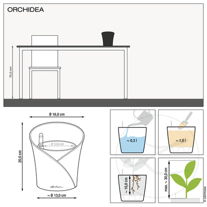 ORCHIDEA