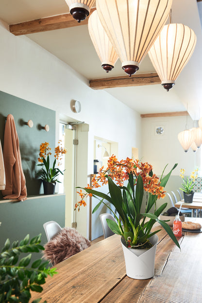 ORCHIDEA