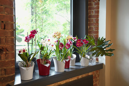 ORCHIDEA