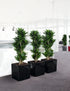CUBE Premium