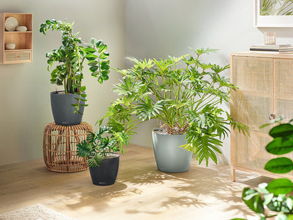 CLASSICO Color ECO