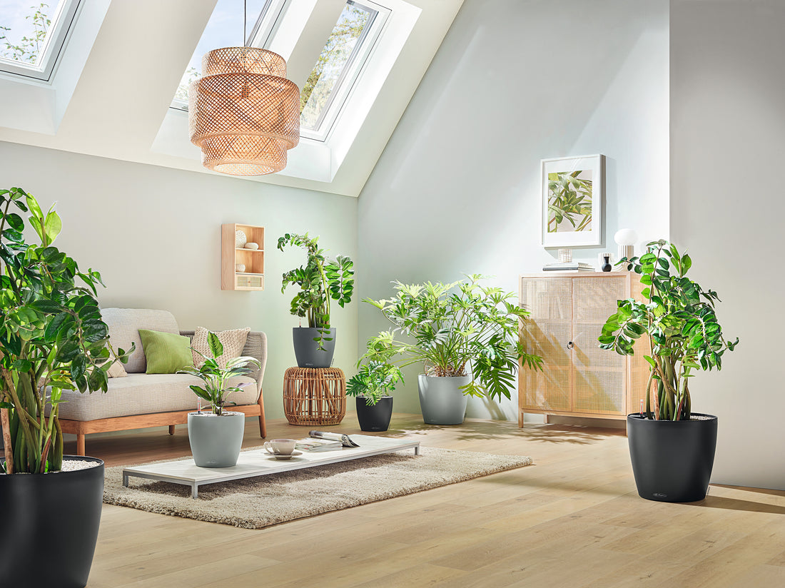 CLASSICO Color ECO