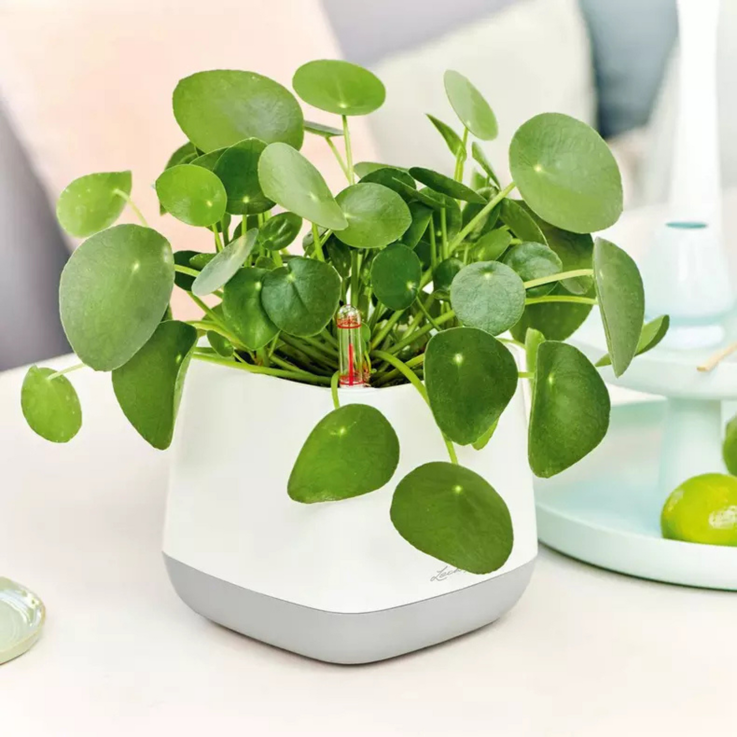 YULA Planter | YULA Plant Bag | YULA Flower